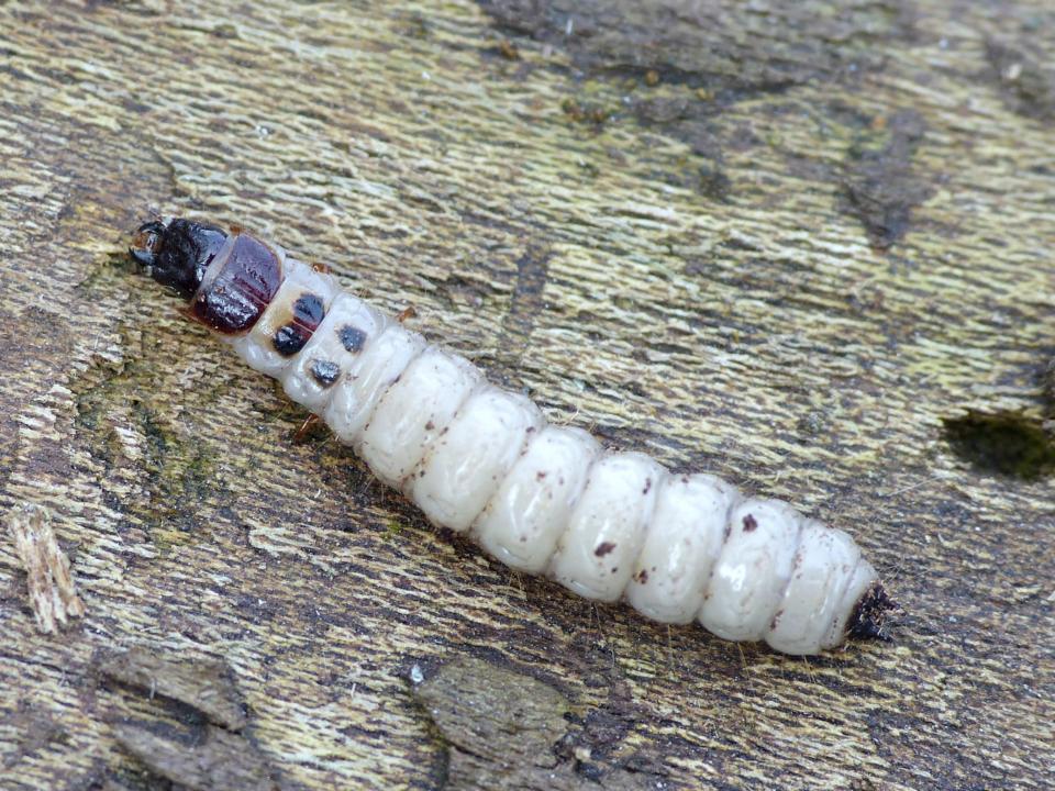 Trogositidae: larva di Temnochila? Tanasimus?  cfr. Temnochila sp.